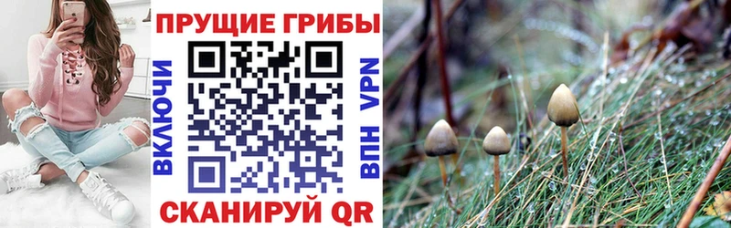 Псилоцибиновые грибы Psilocybine cubensis  Семикаракорск 